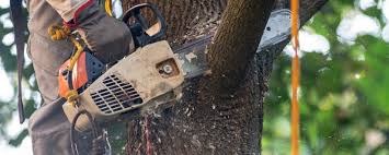 Best Lawn Grading and Leveling  in Redwood Valley, CA