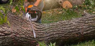 Best Palm Tree Trimming  in Redwood Valley, CA