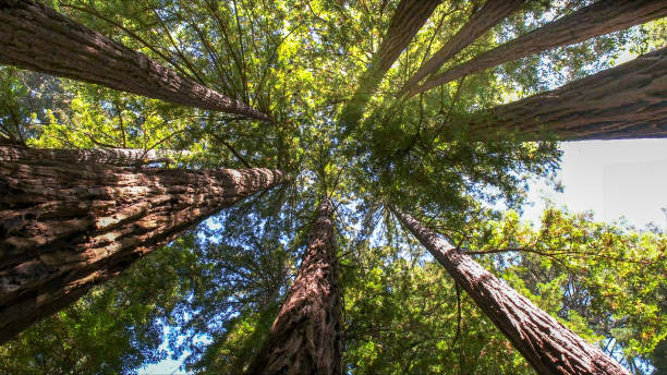 Best Utility Line Clearance  in Redwood Valley, CA