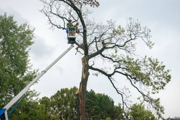 Best Tree Mulching  in Redwood Valley, CA