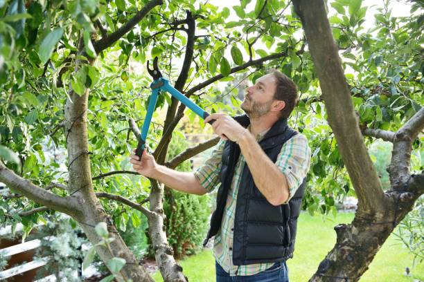 Best Tree Disease Treatment  in Redwood Valley, CA